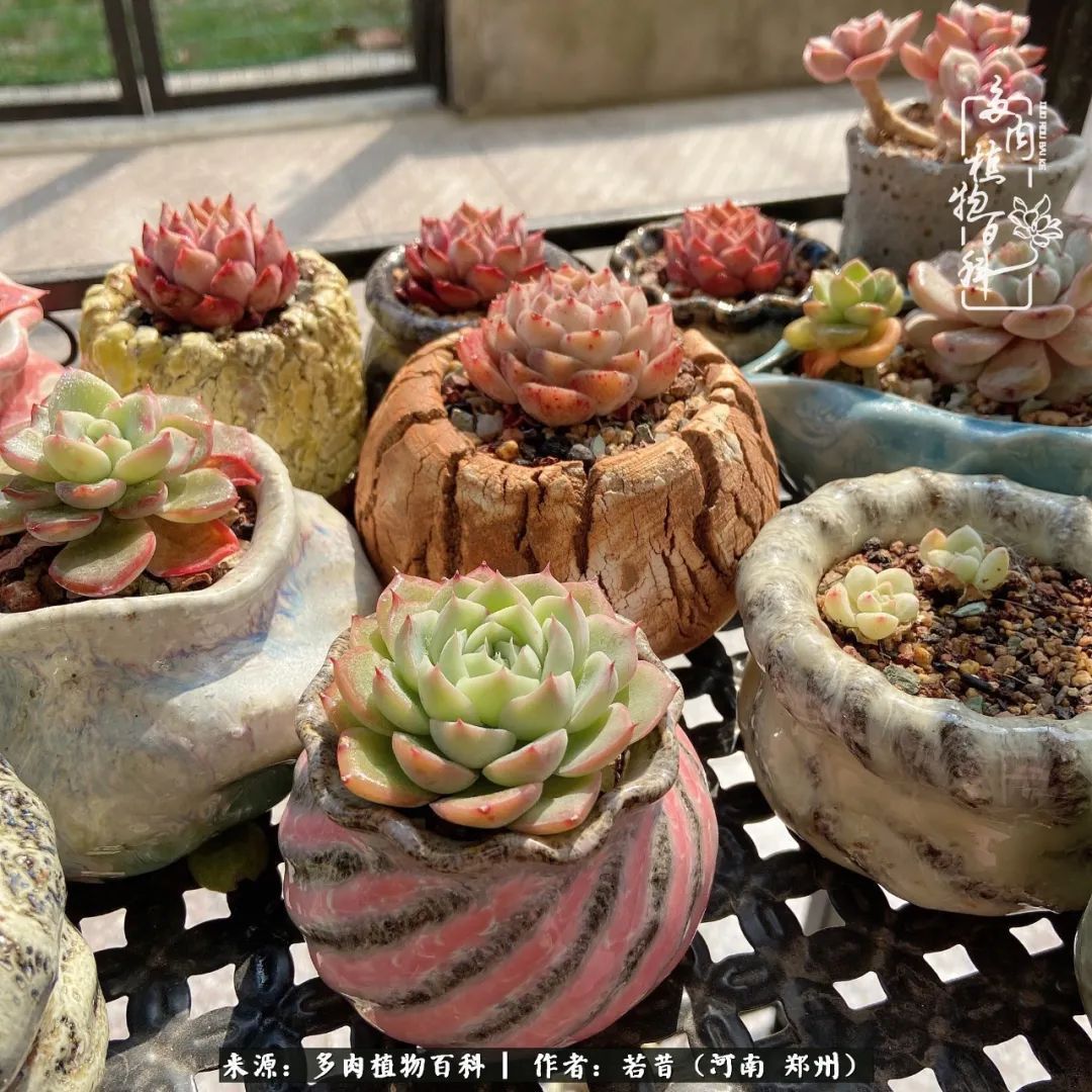 迷你小院儿，种满多肉、花草和蔬果，沉醉在自己的世外桃源！