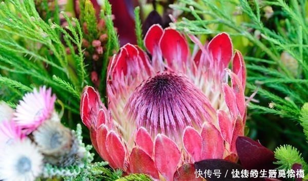 卵形|世界十大花期最长的花,全年都开的花有哪些什么花的赏花期最长!