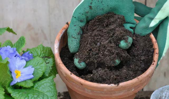养花，不要乱花冤枉钱，掌握好方法，园土就能变成营养土
