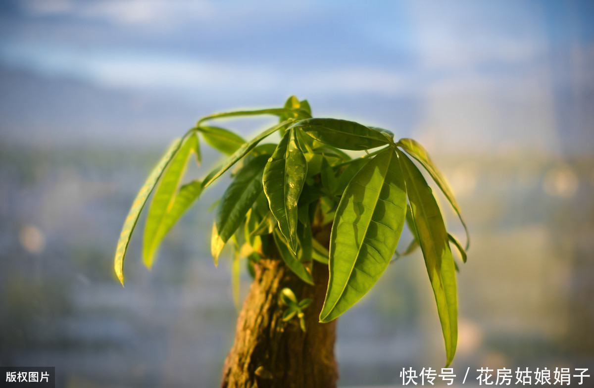 教你发财树的养殖技巧,只需记住4点,不烂根,猛蹿2米高
