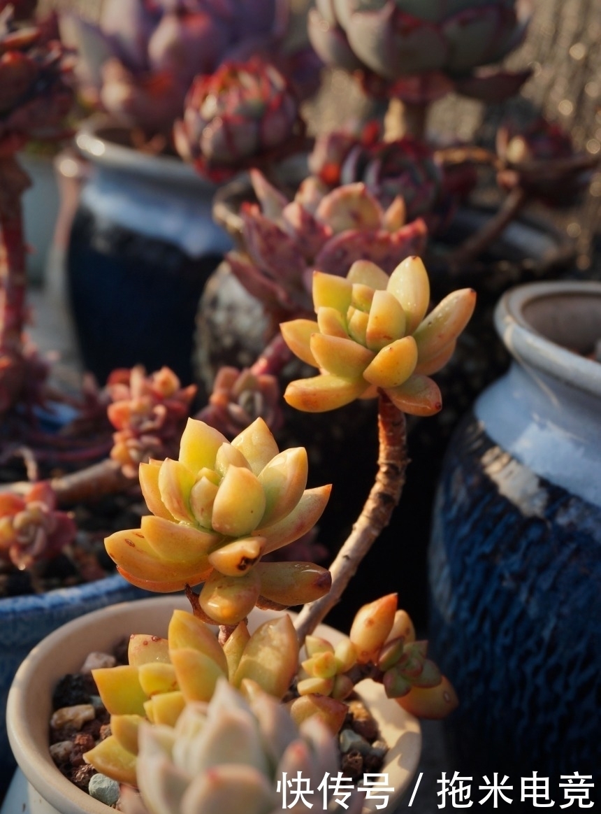 春天,去天台赏肉