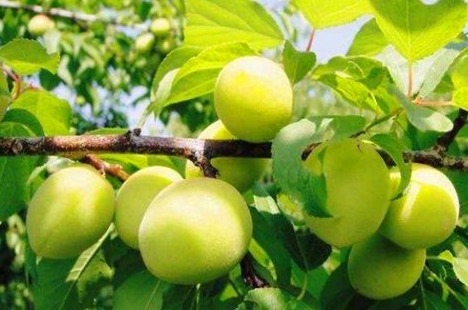 刮油|女性想要身体好,常吃的食物,刮油消脂,排毒清肠,营养又瘦身