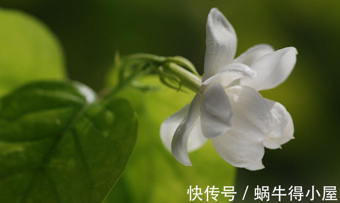 残花|三伏天养茉莉花,学会2点修剪方法,可以让茉莉花多开几茬花