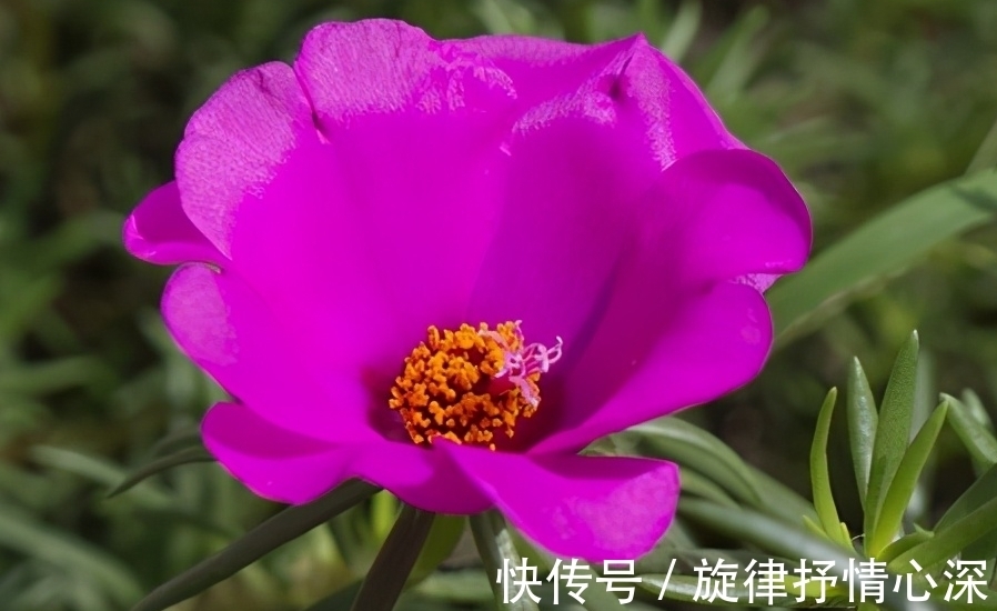 10种冬天会休眠的花,别急着扔了