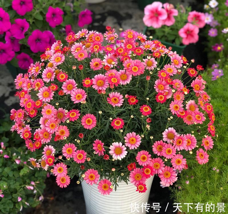 花期|5种漂亮花，越晒越开花，暴晒也不怕，开成“花疙瘩”