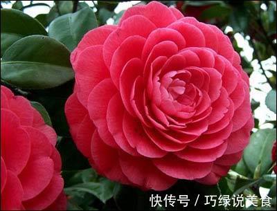 冬季养花就选它，花开110天，比牡丹还好看，种2棵就很漂亮