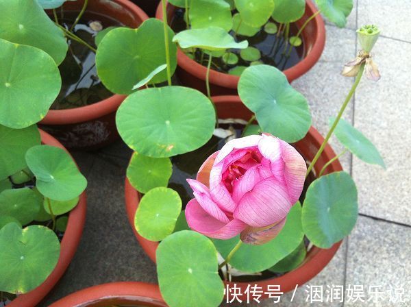水桶|养此5种花，夏季就像“水桶”，浇水越多、长得越旺
