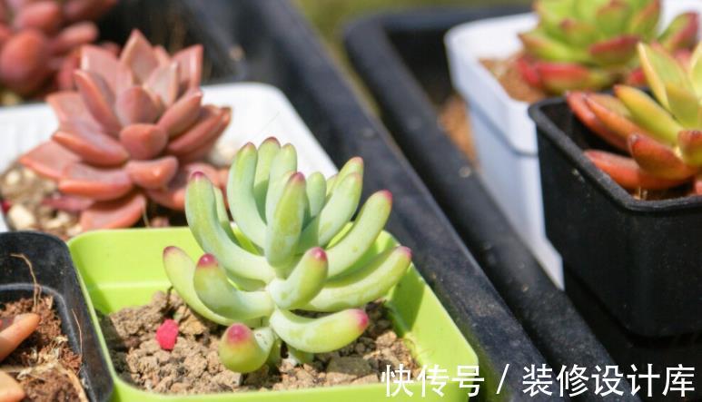 谨记|立秋前后,给多肉换盆,请谨记正确操作!