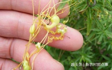 植物|这全身都是“金丝”的植物，你见过没中医说它可是男性的福音