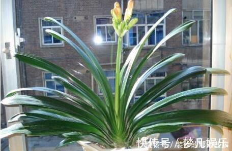 柳树枝|天凉后,君子兰浇上养根水,长出格格叶,一窜3箭花,超好用