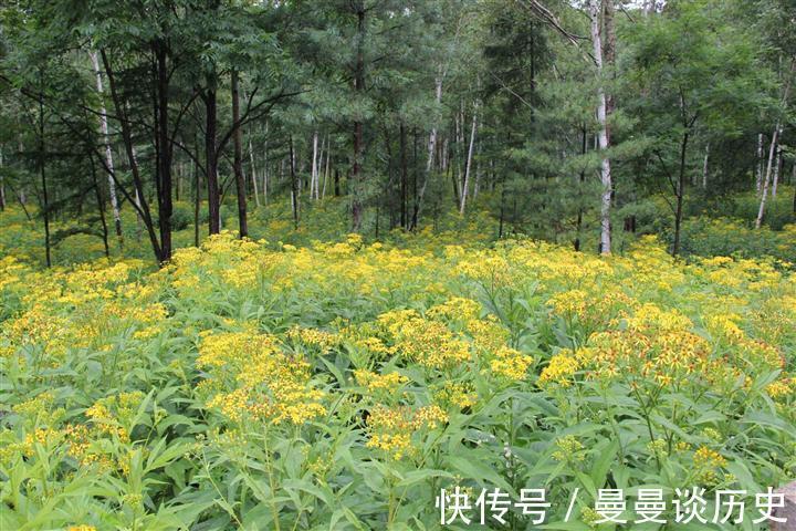 还魂草|乡下不起眼的“返魂草”，有如此多功效，为抗肿瘤的良药