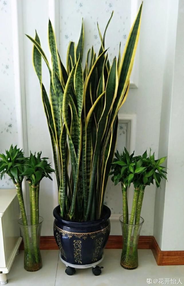 5度以下，常见的21种花必须断水，不然都烂根了