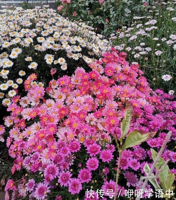 孤零零|3种“掐头花”,娇生惯养不成器,天天修理它,月月爆花球