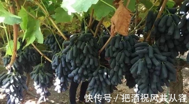 葡萄|家里院子别空着，此树要种2棵，甘甜可口，比桃子梨好吃多了