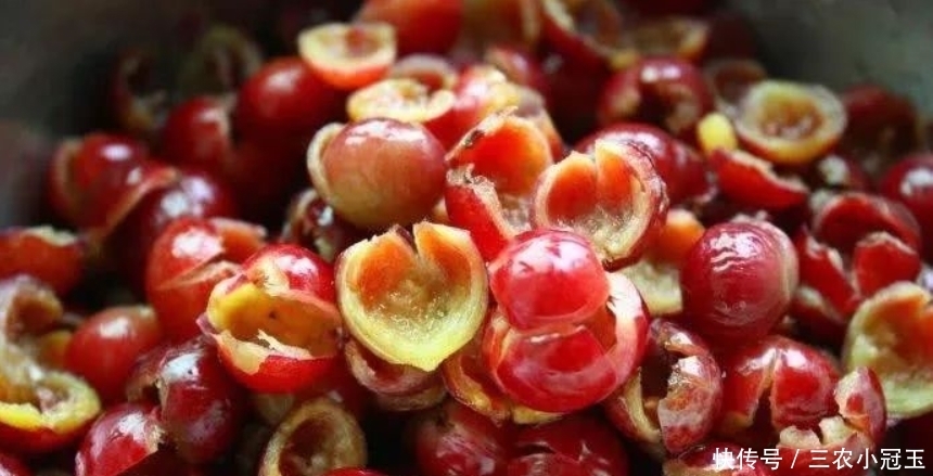 天山雪莲|全身是宝的野果,价格比黄金贵,但很多人不认识都糟蹋了