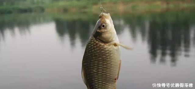 一到冬季就封竿想爆护别怕冷，一款冬钓自制神饵分享给你！