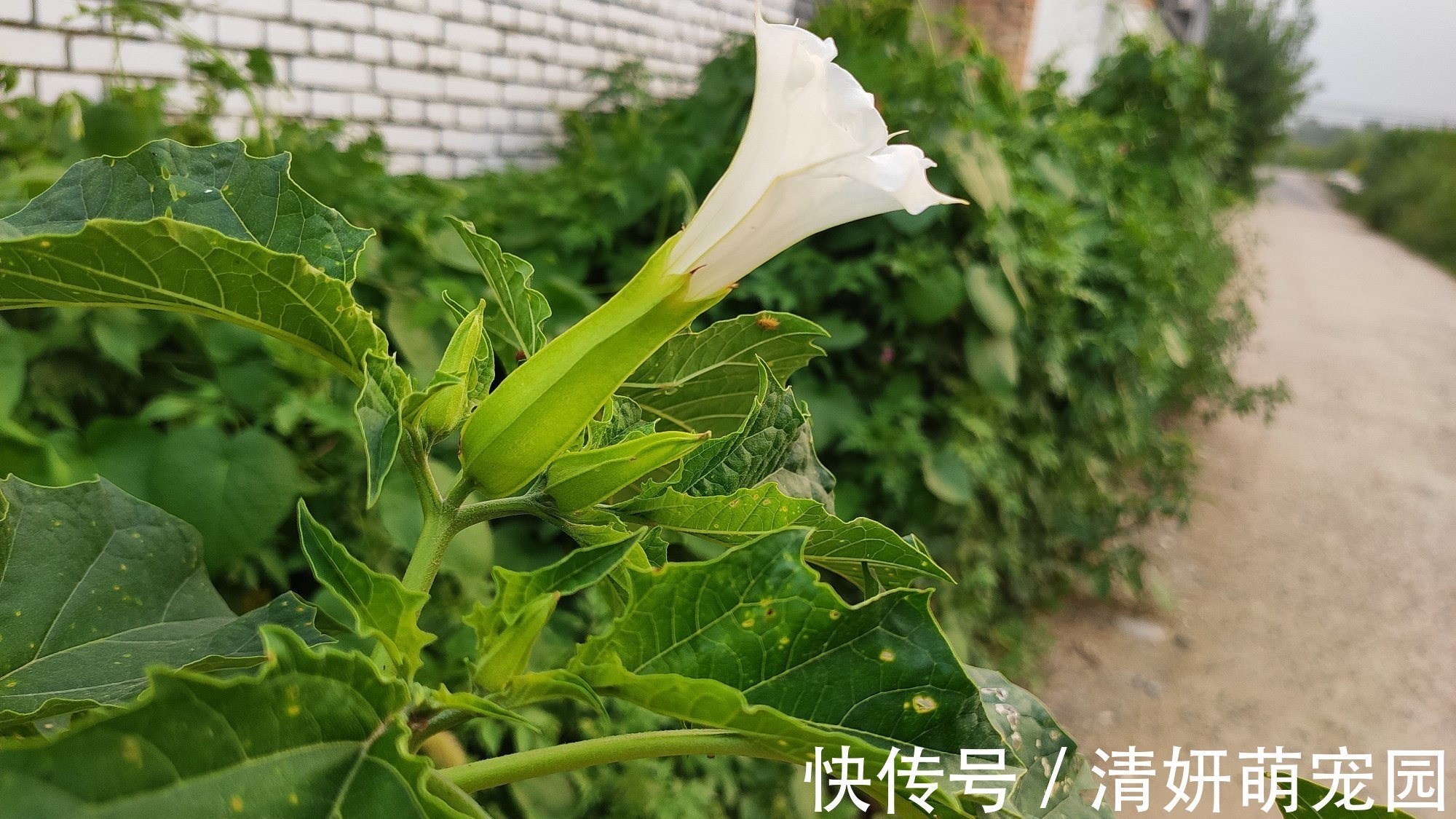 农村这种常见野草，原来就是曼陀罗花！遇到记得离远点！