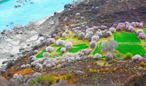 急速蹿红的赏花圣地，3月开始美到极致