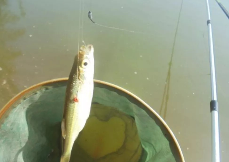 冬天钓鱼没上几条就停口?野钓的第一大难题,这样解决才有效