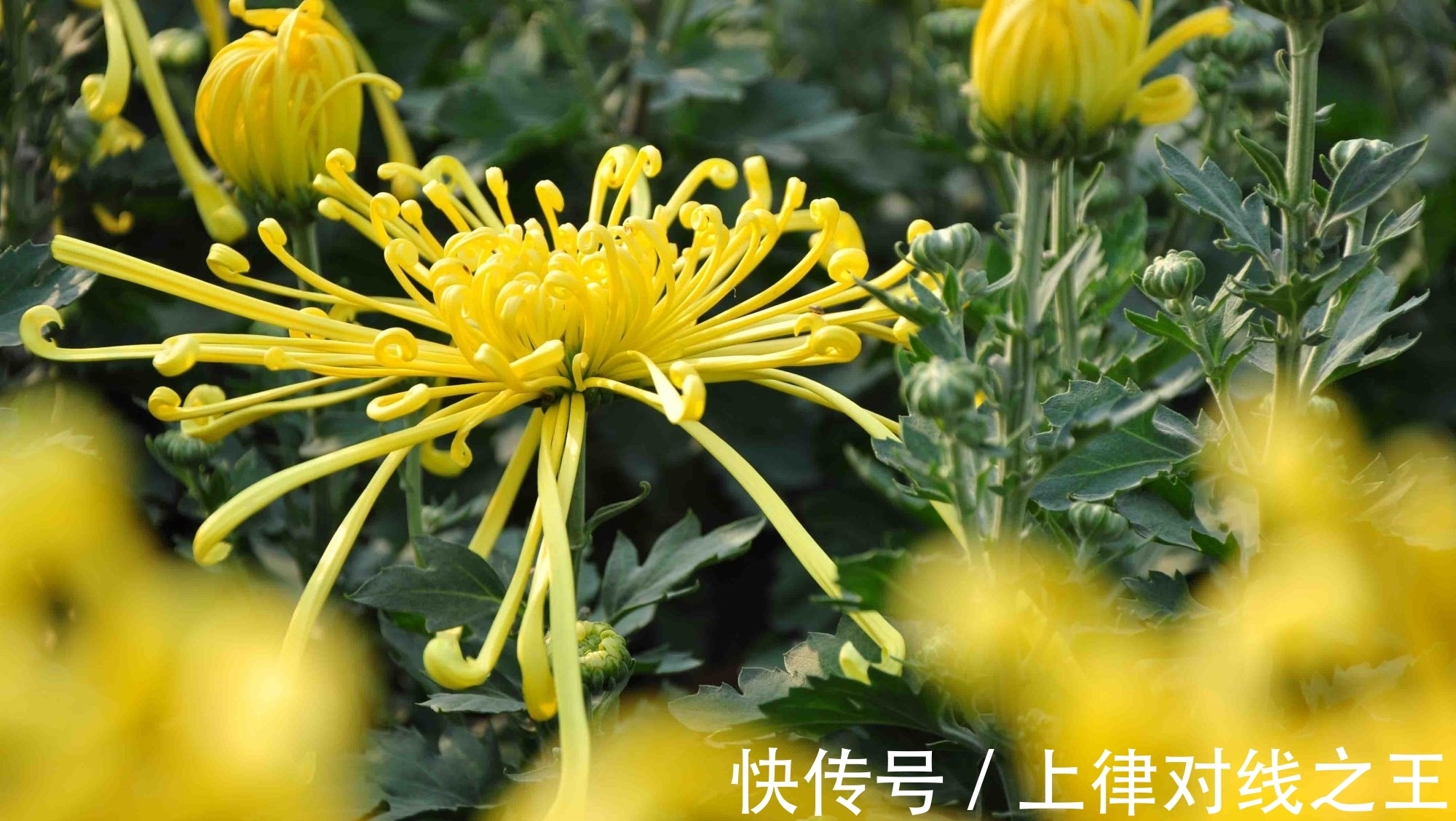 刚买回家的花,不到2周就枯萎了,什么原因造成的?