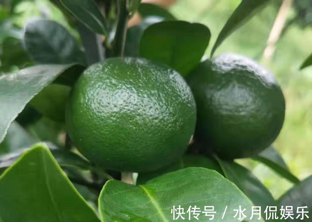 柑橘线虫危害症状