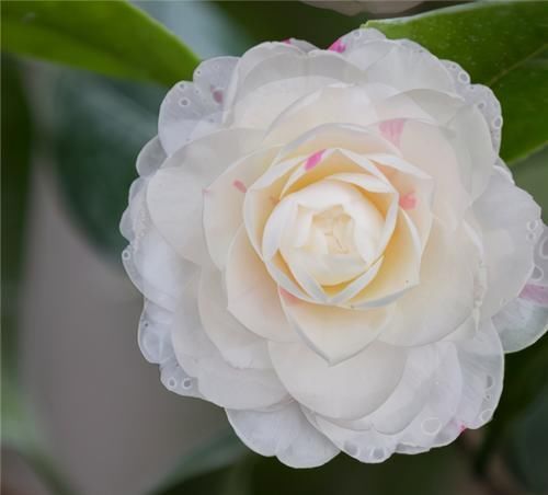 落蕾|茶花开了,没几天就蔫了,注意3点,开花如碗大