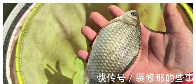 渔获量|入秋的鲫鱼都躲在哪里?在恰当的时间段野钓,渔获量翻一倍