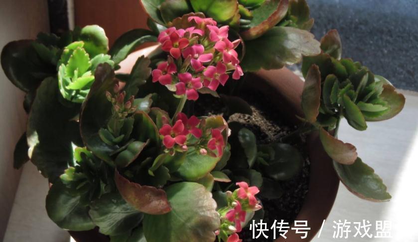 阳台上|从这4个层面入手管理长寿花，盆栽不易生病虫害，反而开花爆盆