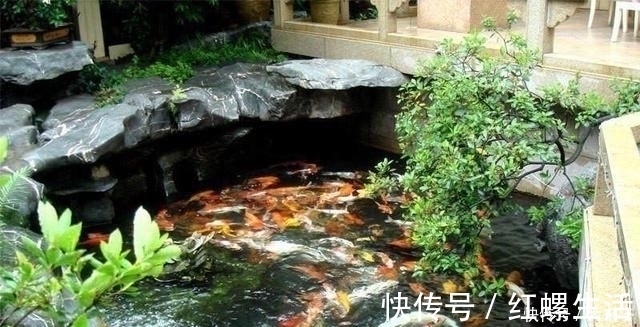 有庭院的人都开始造景观鱼池了美哭了,回家也要挖一个