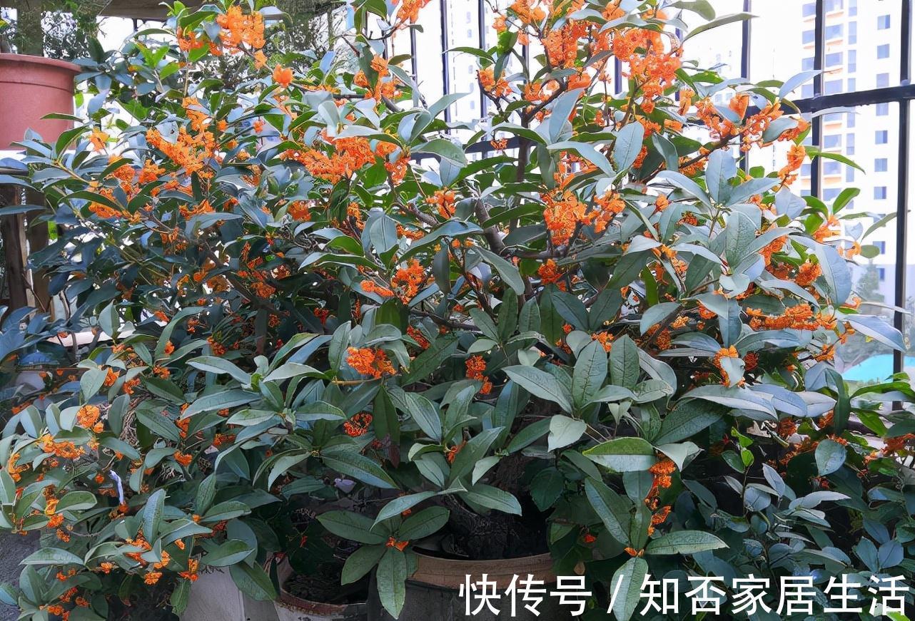 3种“养人树”,漂亮有香味,能吃能观赏,建议至少养一种