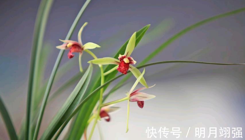 小国|兰花中好养的品种就属建兰了,那建兰今年的网红产品是哪个?