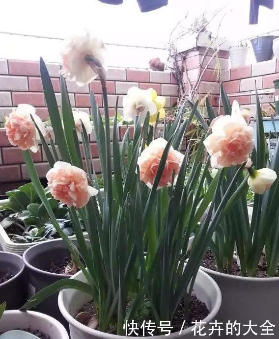 茶花|雨雪天冻不死的3种花,冬天开得旺,放家里喜庆又漂亮