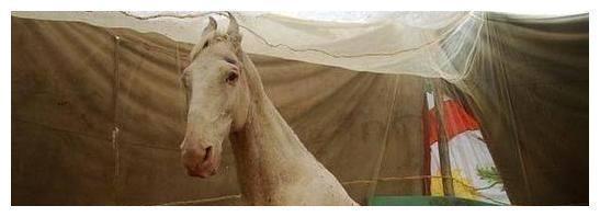 唐僧!86版《西游记》白龙马惨死马棚,尸骨无存,揭开人性的恶