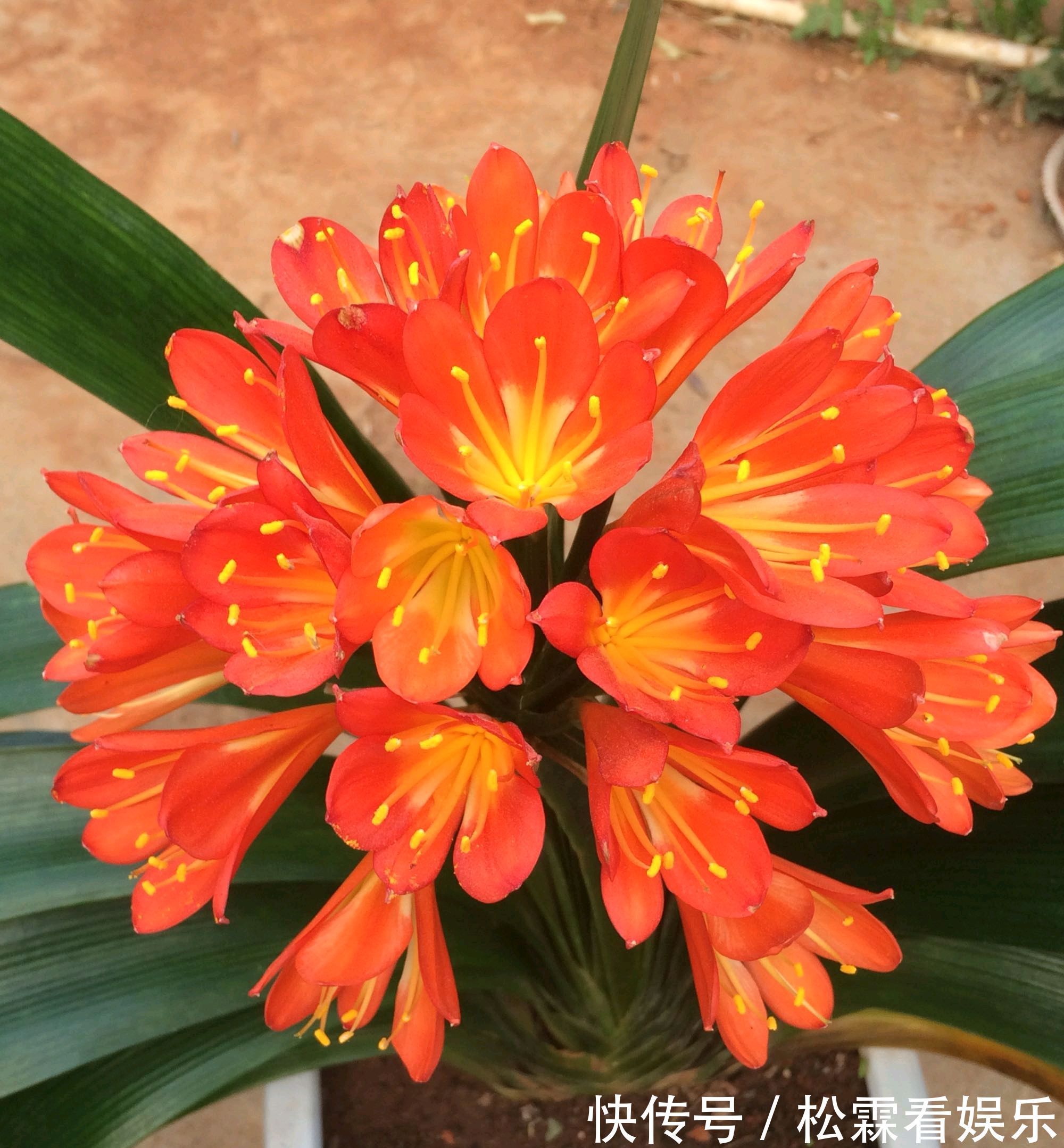 君子兰叶片发黄乱糟糟只需换个位置，叶片绿油油，规律似蒲扇