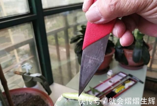 叶仙|蟹爪兰插萝卜上，也能嫁接？这波操作还是头一回见