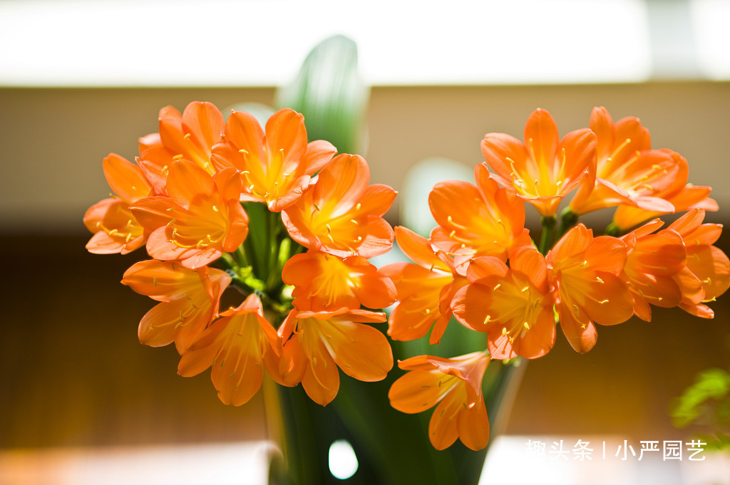 新手养君子兰,这个浇水方法“一劳永逸”