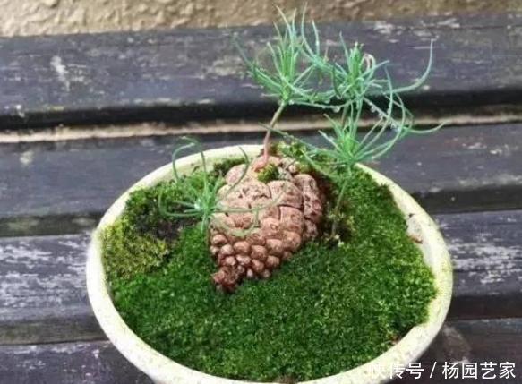 土壤|盆栽土结块怎么办?往土壤中掺杂3样东西,让花草根系越长越旺