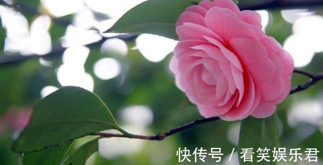 客鬓#「诗词鉴赏」山茶花开时,十一首山茶花的诗词,烂红如火雪中开