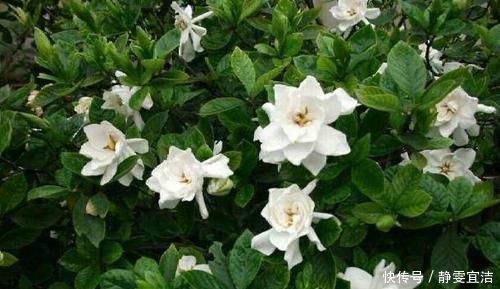 “3种花”扦插正当时,剪个枝插盆里,15天就生根,成活率高