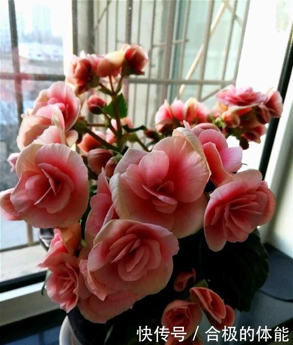 此“花”漂亮似玫瑰,即使不好养活,养死了也会再买,太讨人喜欢!