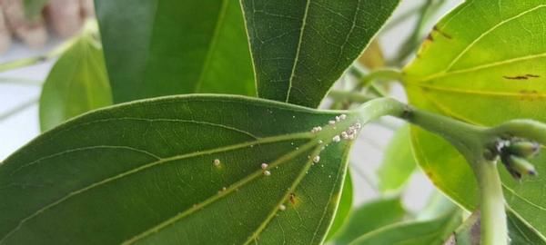 爱养花，先从这4个方面出发，防范盆栽日常患上病虫害吧