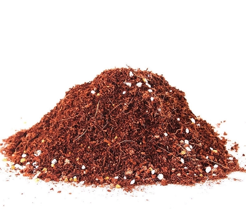 叶子像蝴蝶，一颗种子种十盆，天天开的花，猜猜这是什么花~