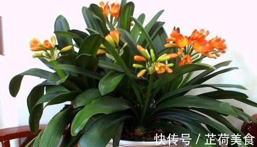 君子兰是个“酒鬼”，一次喝1杯，养成“大白菜”，开花不断！