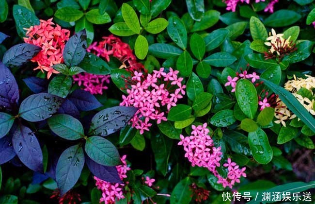 此花是寓意着要积极向前的花,就像是红色的绣球一样