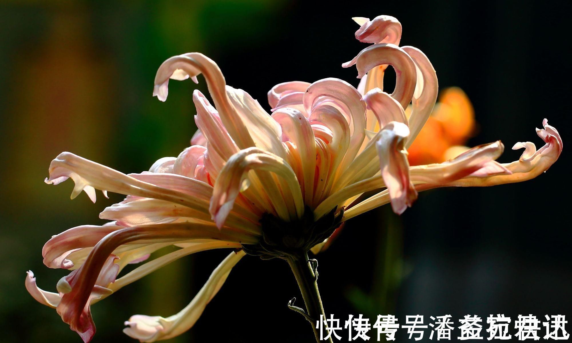 菊花$元稹最经典的一首咏菊诗,写出了不一样的菊花,通篇美得令人心醉