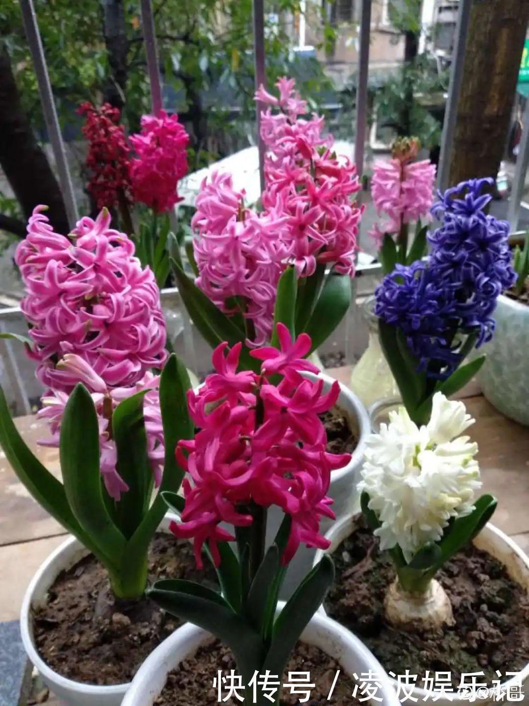 牡丹吊兰|懒人适合养什么花，浇水少，不挑土，它比人还懒！