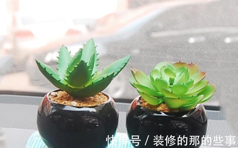 不足一平方的小窗台上,摆上4种高颜值花,皮实好养长势旺