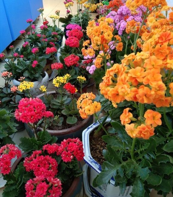 叶片|长寿花干瘪瘪改了3个小错误,新芽嗖嗖窜,爆花很简单