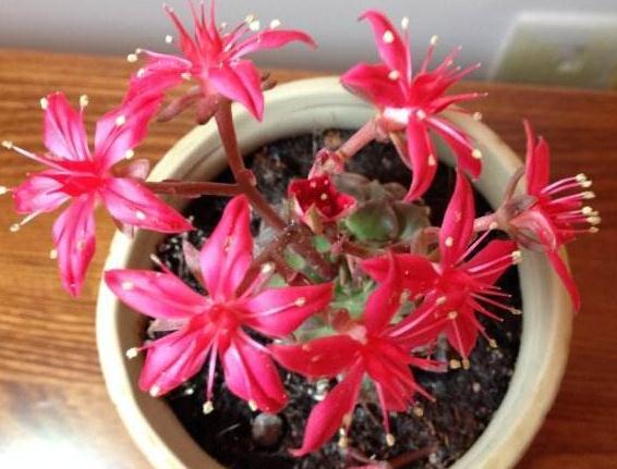 家养一种“莲”,叶片如莲座,花开“红似火”,日日赏花不停歇