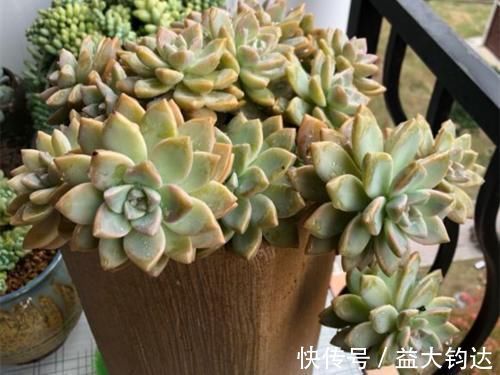 新手|3种“零差评”的多肉植物,新手、老手都喜欢,养成老桩更好看